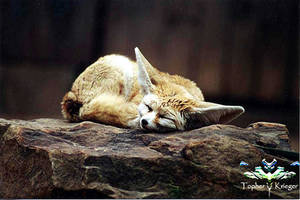 Fennec Fox