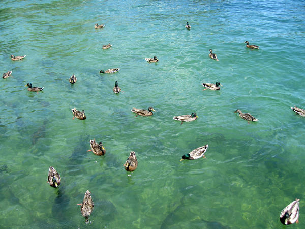 Lots of Ducks...