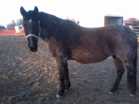 Fat and sassy Ida blue :3 (loved this horse)