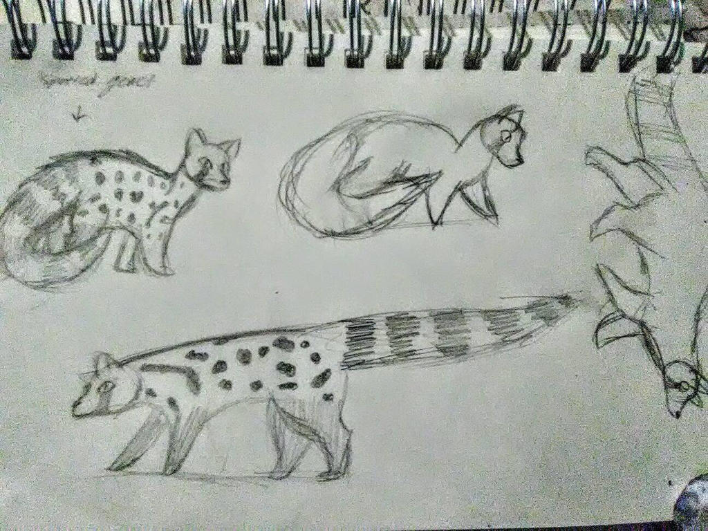 Spotted Genet - Sketch by pastelskelet0n on DeviantArt