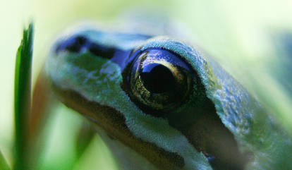 Frog Eye