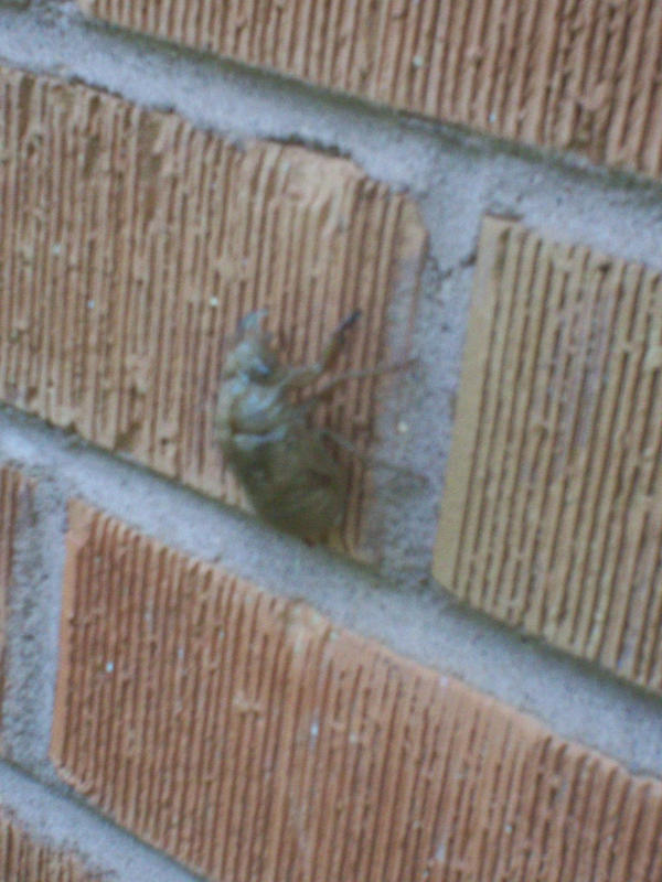 Bug Shell 01 by AJAngelique on DeviantArt