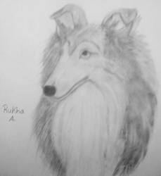 Rough Collie Sketch