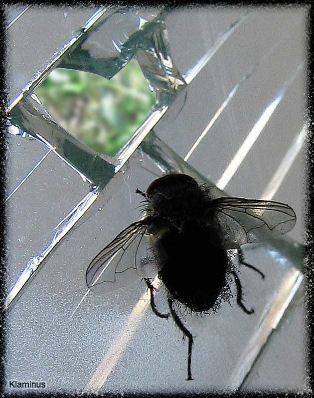 Freedom for fly..