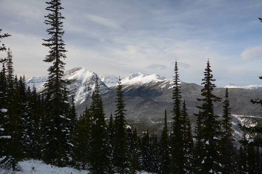 Arnica Lake Snowshoe