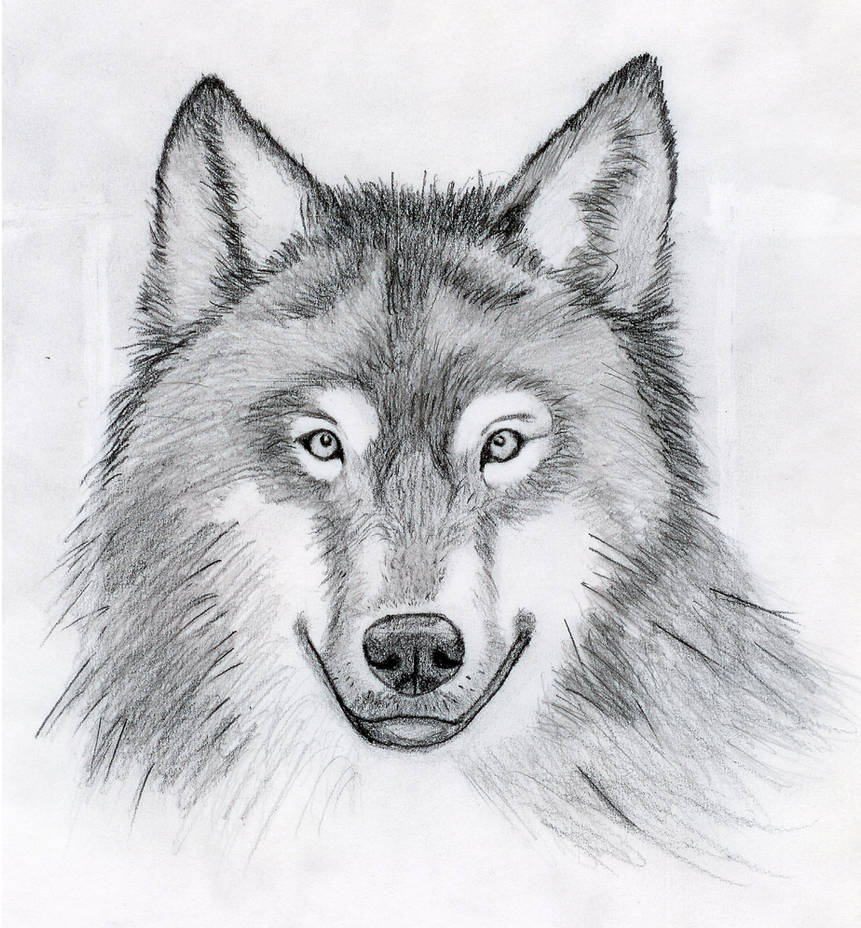 Легкий эскиз карандашом. Рисунки Волков. Рисунки Волков карандашом. Морда волка рисунок карандашом. Рисунок волка простым карандашом.