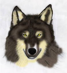 Wolf Head Color