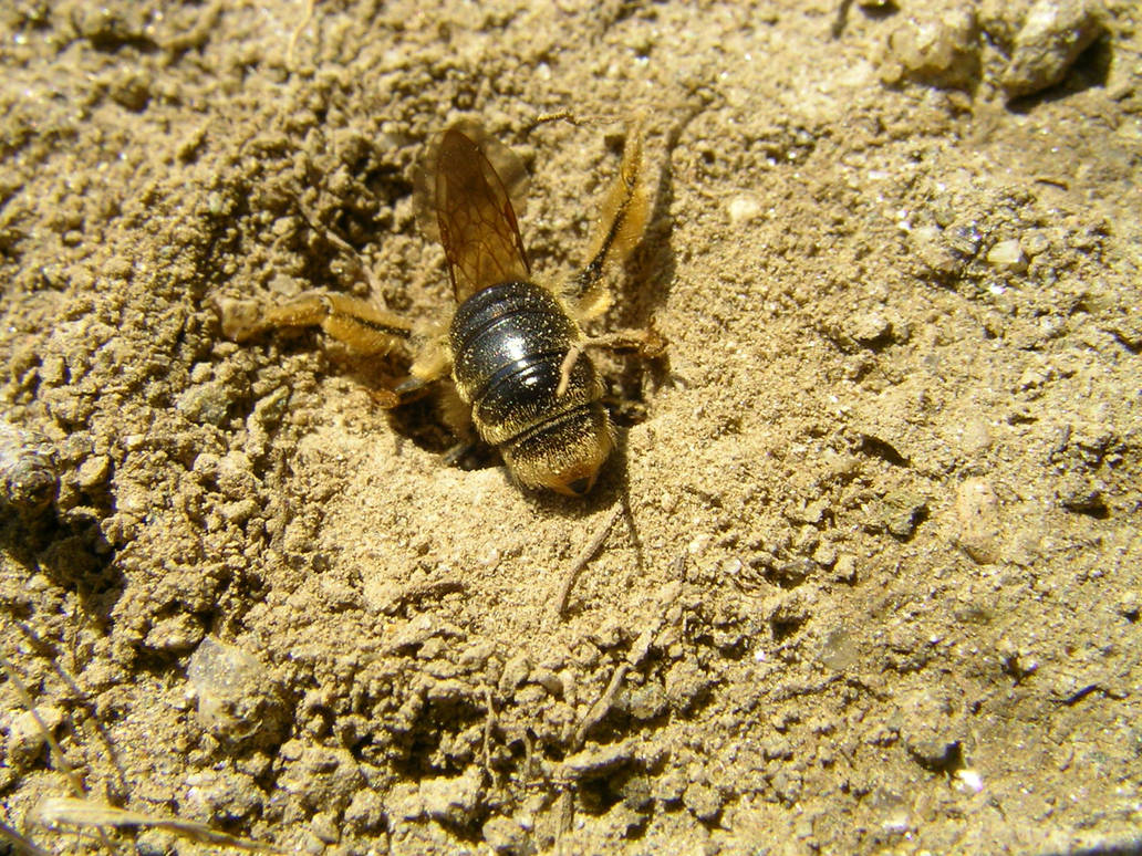Michigan Digging Insect digging insect by Ometheon on DeviantArt