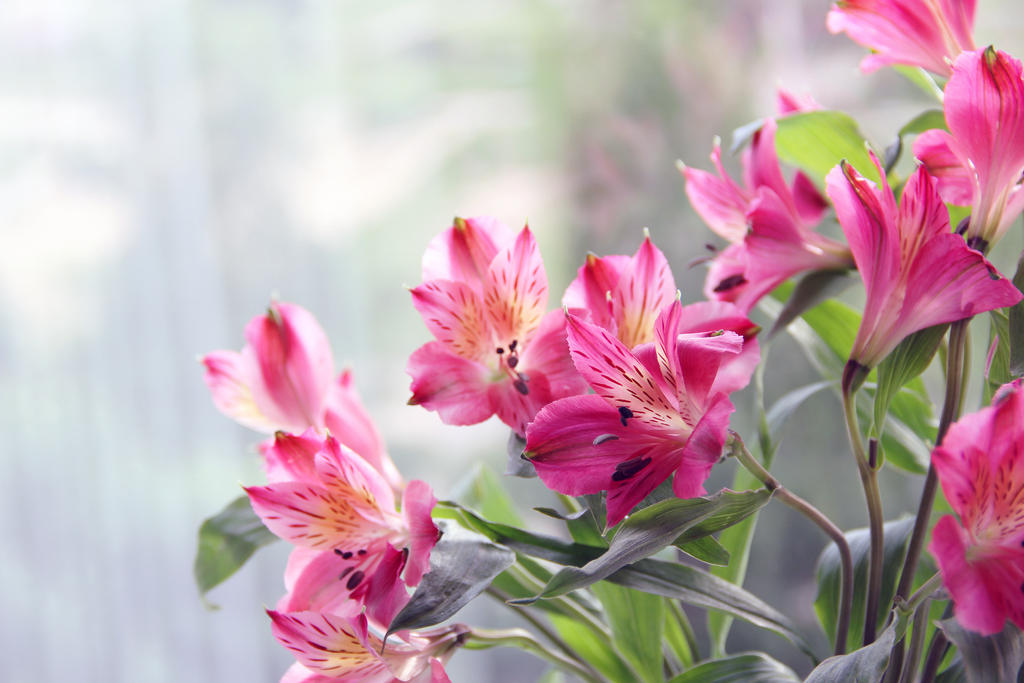 Lilia Inkov 2 by Dagger-dancer Lilia Inkov 2 by Dagger-dancer