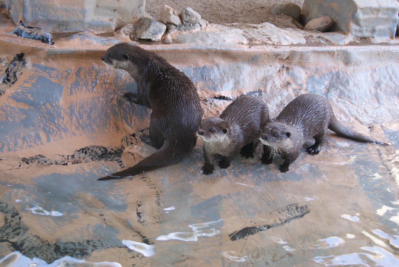 Underwater World : Otters 4