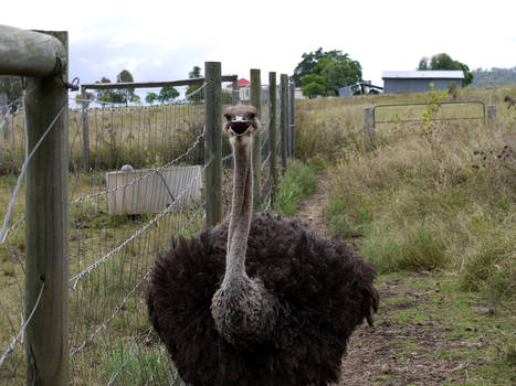 The patrolling emu