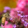 Bee in Pink Flowers