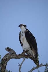 Osprey 3