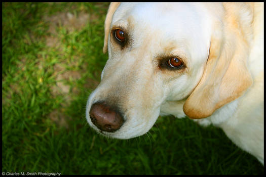 Puppy Dog Eyes