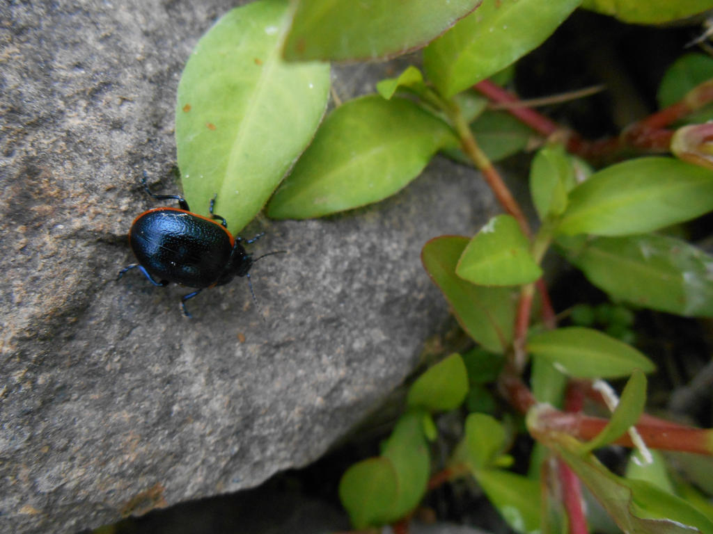 Basya Bug bug by beea95 on DeviantArt