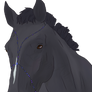 Little black horse head