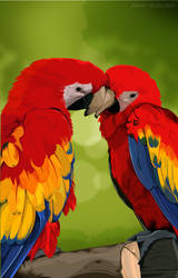 colorful Parrots