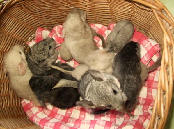 basket of fluff