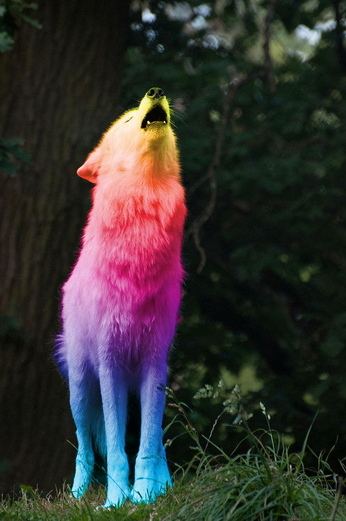 Rainbow Wolf! by DrJohnHamiishWatson on DeviantArt Rainbow Wolf! by DrJohnHamiishWatson on DeviantArt