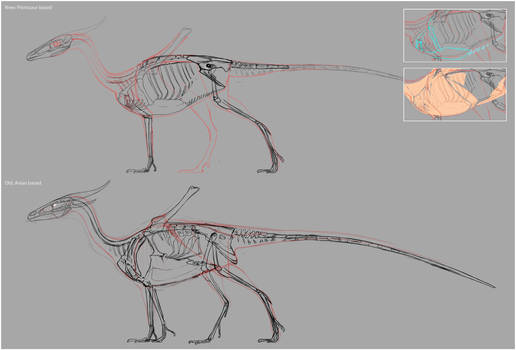 Western Dragon Anatomy VS