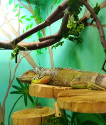 Lazy lizard.