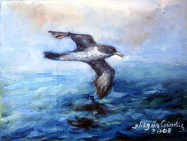 Sea gull 2008
