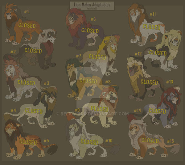 Lion Males Adoptables - CLOSED