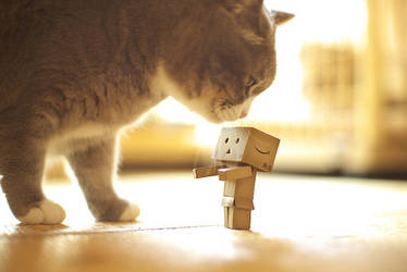 Danbo 09