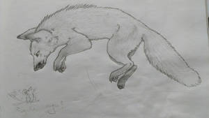 Fox sketch