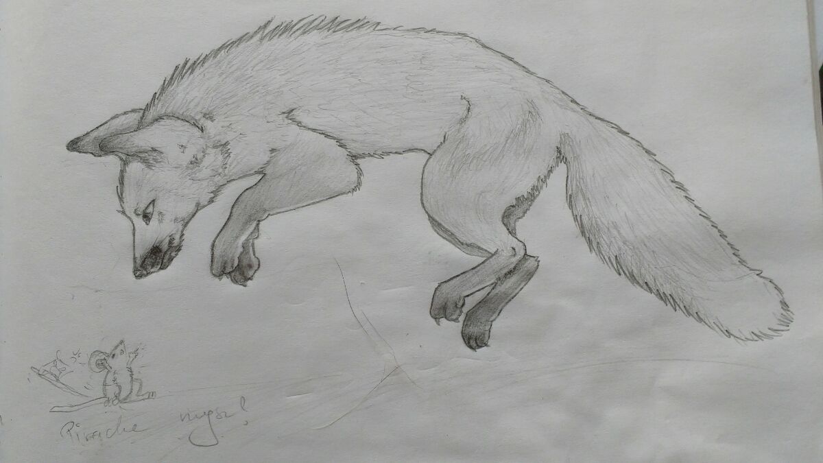 Fox sketch