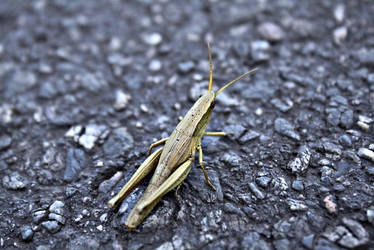 Grasshopper.