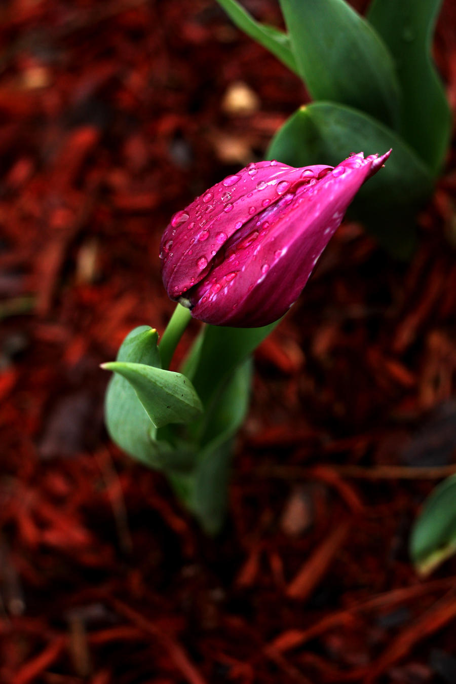 Late March Showers...