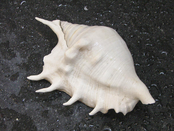 White Sea Shell 1