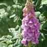 Digitalis Far Away