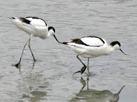 Two Avocets