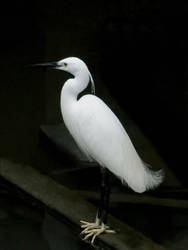 Egret at Tai O