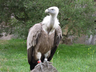 feathered friend