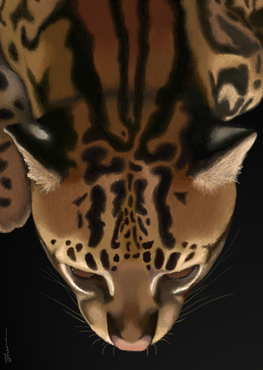 Ocelot