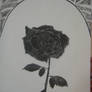 Black rose