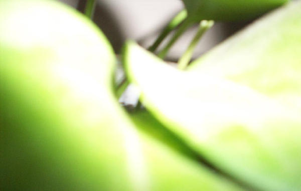 Green close-up plant