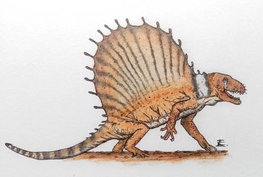 Dimetrodon