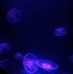 Love the jellys by stitchyG