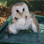 Barn owls bath time