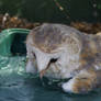 Barn owl bath 2