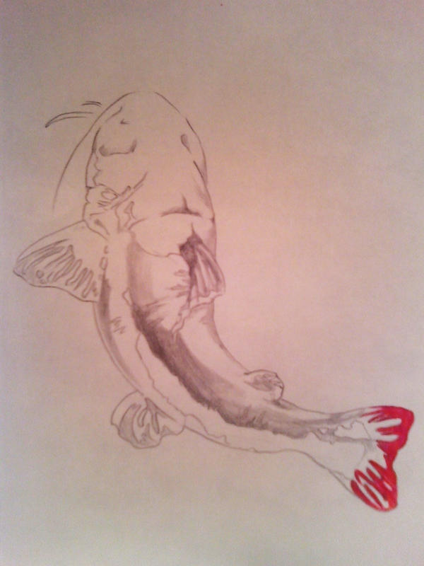 Red Tailed Catfish By Ophiuchi On DeviantArt red-tailed-catfish-by-ophiuchi-on-deviantart