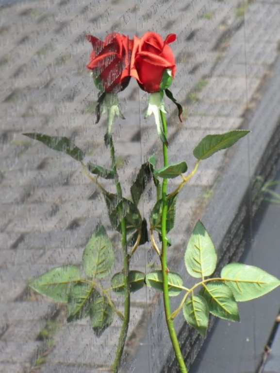 rose reflection