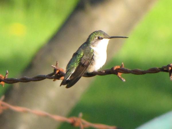 hummingbird