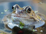 Frog by BevWallace