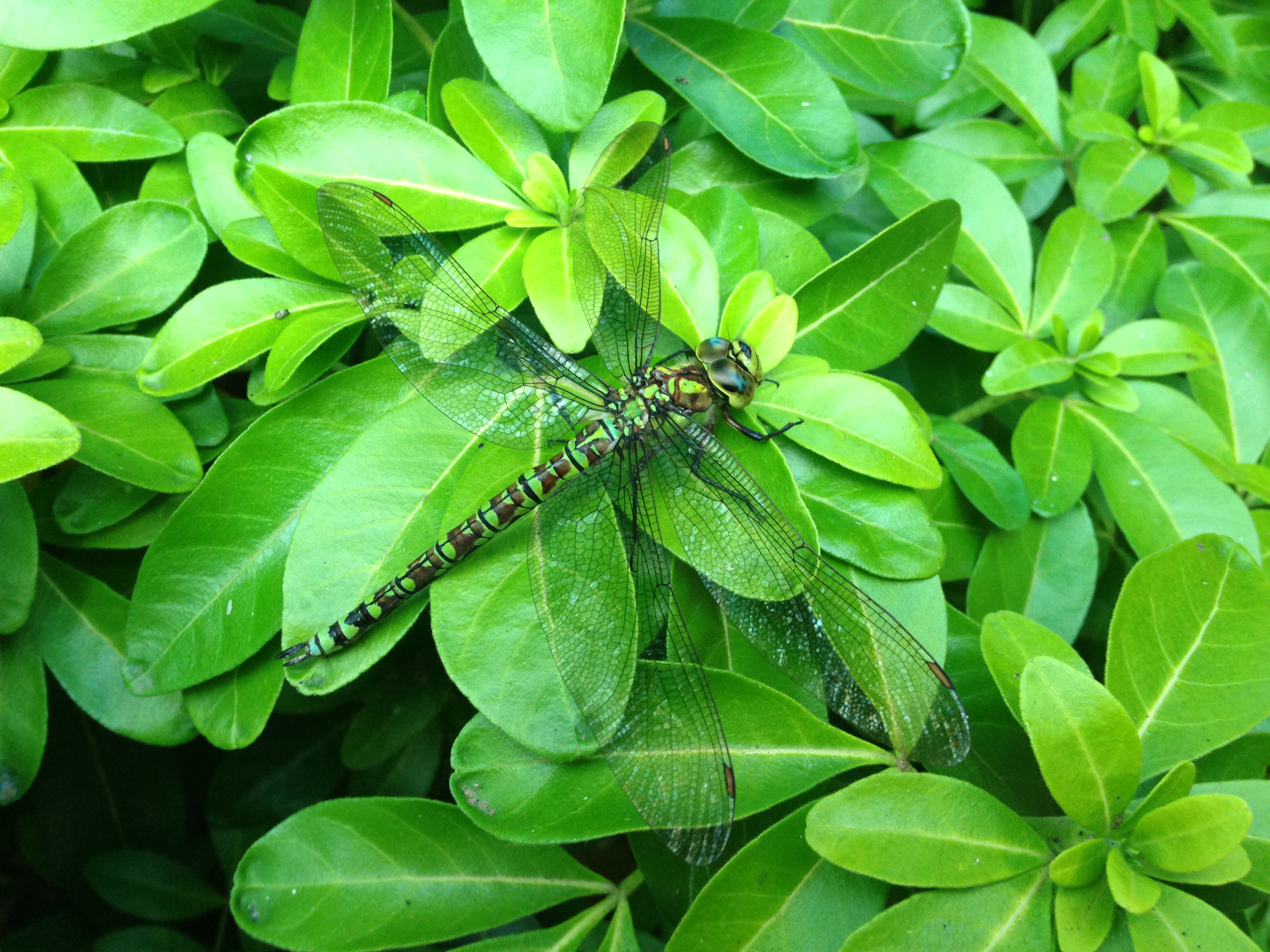 Green on Green