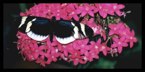 Butterfly 1